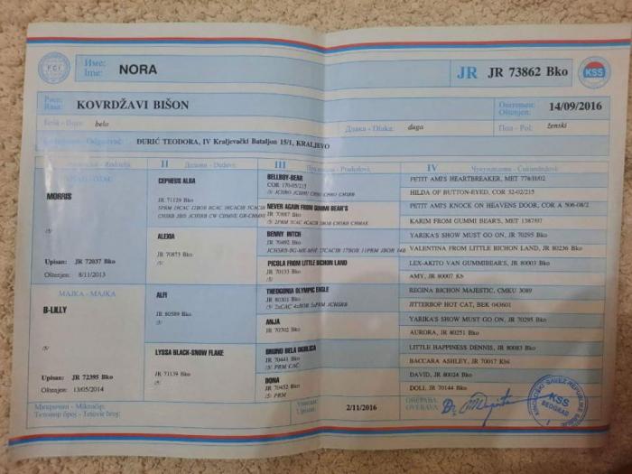 ženka kovrdžavog bišona bez dokumenata besplatni mali oglasi