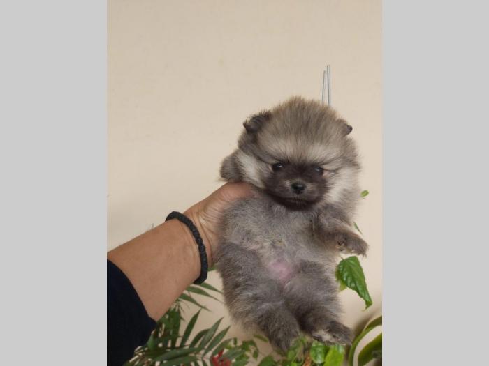 štenci pomeranskog špica besplatni mali oglasi