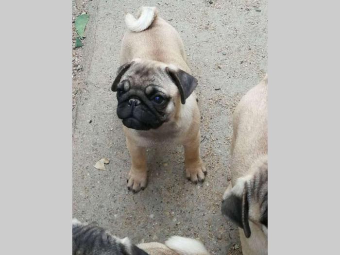 mops štenci iz dva legla besplatni mali oglasi