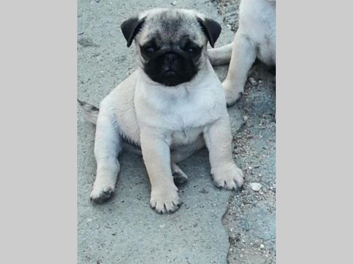mops štenci iz dva legla besplatni mali oglasi