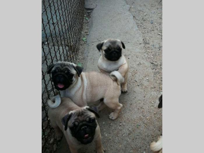 mops štenci iz dva legla besplatni mali oglasi