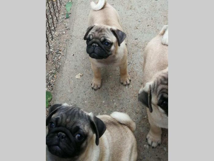 mops štenci iz dva legla besplatni mali oglasi