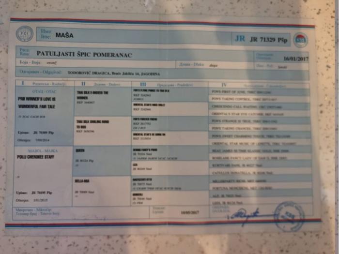 pomeranac maša odrasla ženka besplatni mali oglasi
