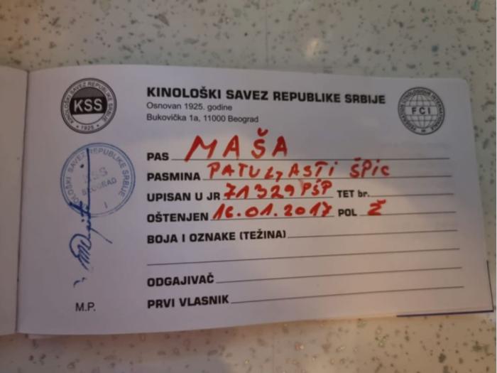 pomeranac maša odrasla ženka besplatni mali oglasi