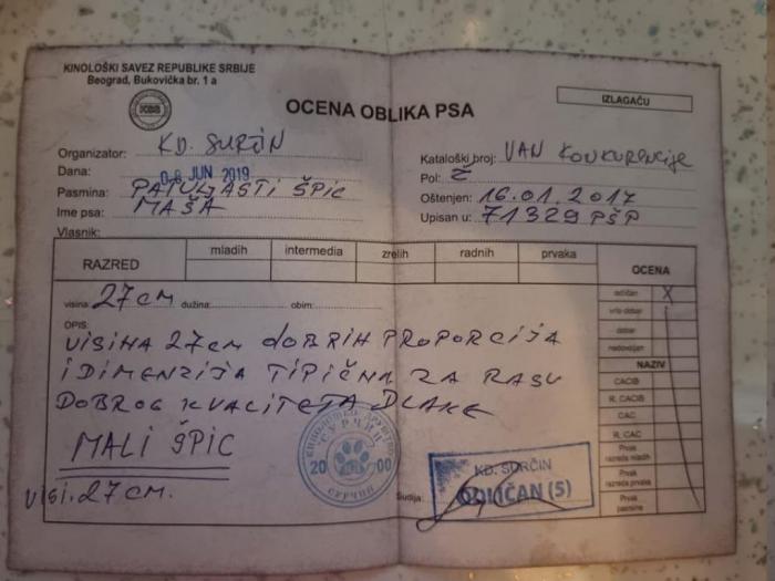 pomeranac maša odrasla ženka besplatni mali oglasi