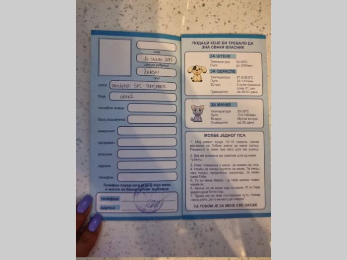 pomeranac maša odrasla ženka besplatni mali oglasi