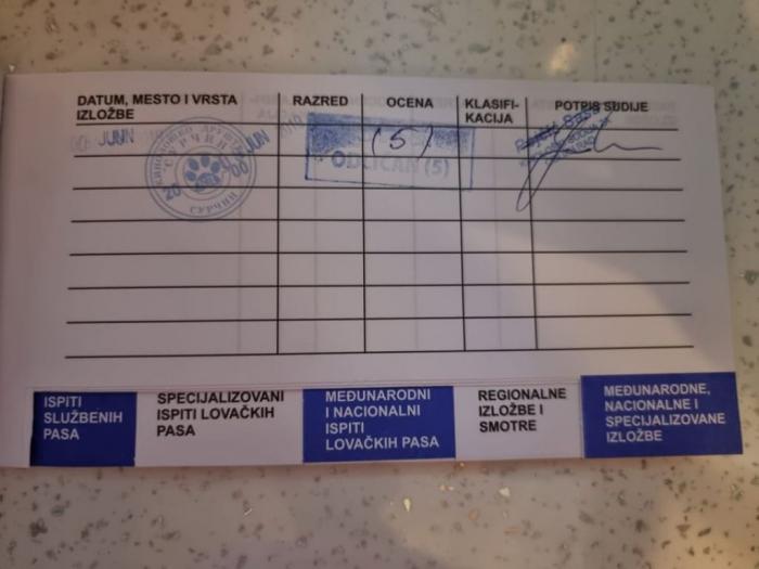 pomeranac maša odrasla ženka besplatni mali oglasi