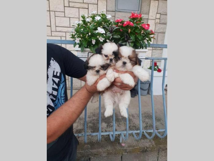 ši ci štenci iz dva legla besplatni mali oglasi