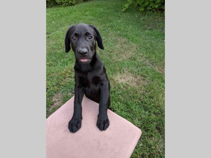štenci labradora na prodaju besplatni mali oglasi