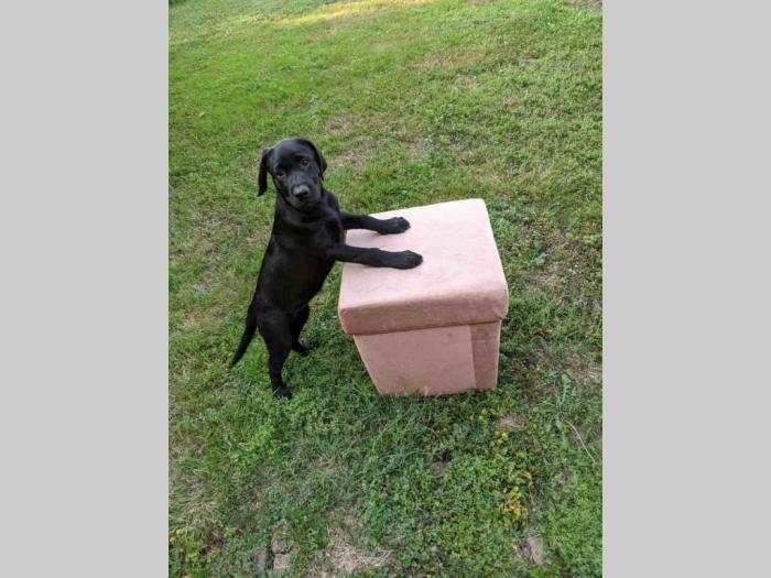 štenci labradora na prodaju besplatni mali oglasi