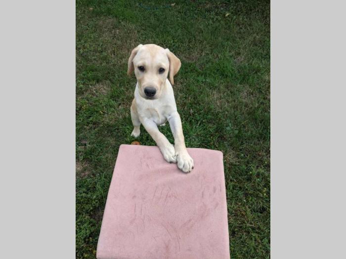 štenci labradora na prodaju besplatni mali oglasi