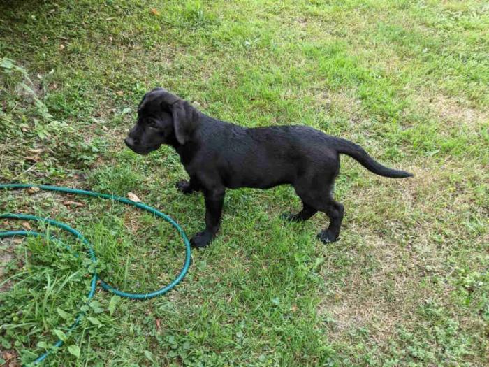štenci labradora na prodaju besplatni mali oglasi