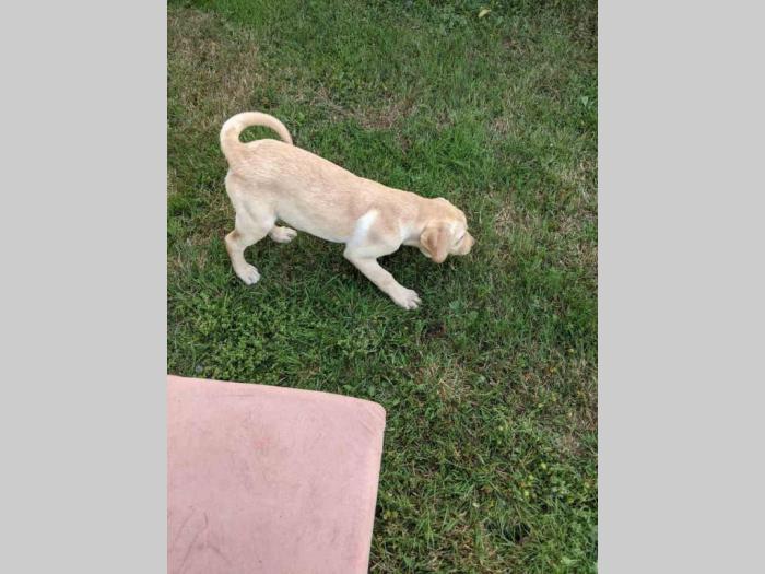 štenci labradora na prodaju besplatni mali oglasi