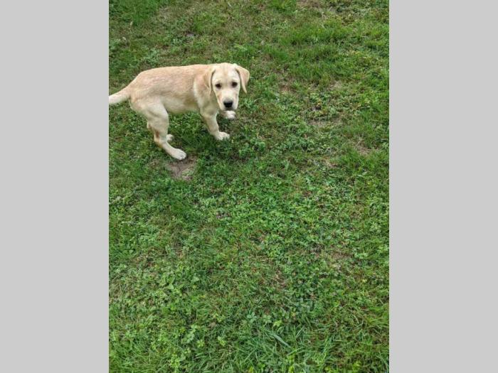 štenci labradora na prodaju besplatni mali oglasi