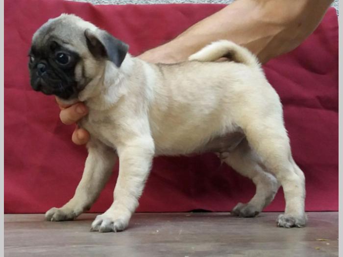 mops štenci besplatni mali oglasi