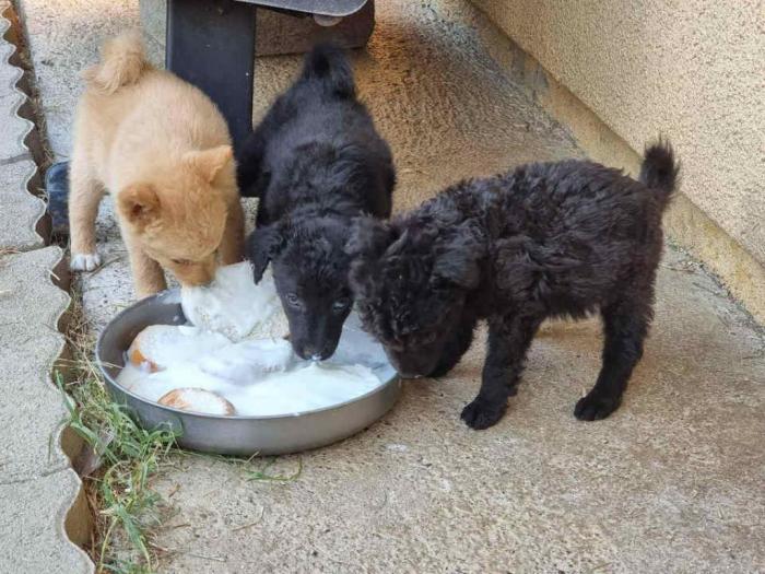 čistokrvni štenci pulina besplatni mali oglasi