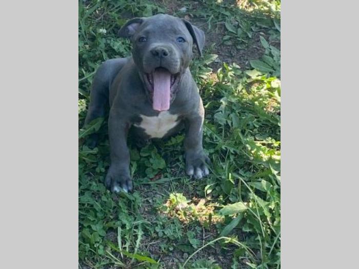 pitbul štenci besplatni mali oglasi