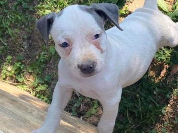 pitbul štenci besplatni mali oglasi