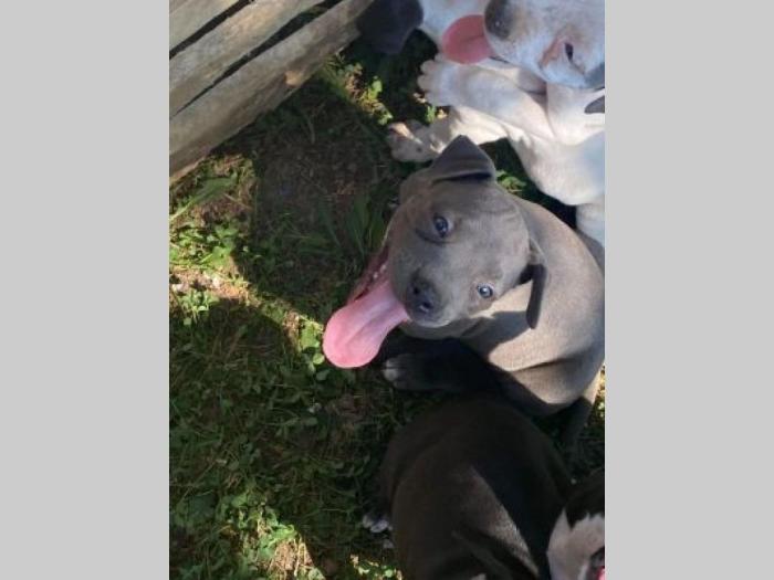 pitbul štenci besplatni mali oglasi