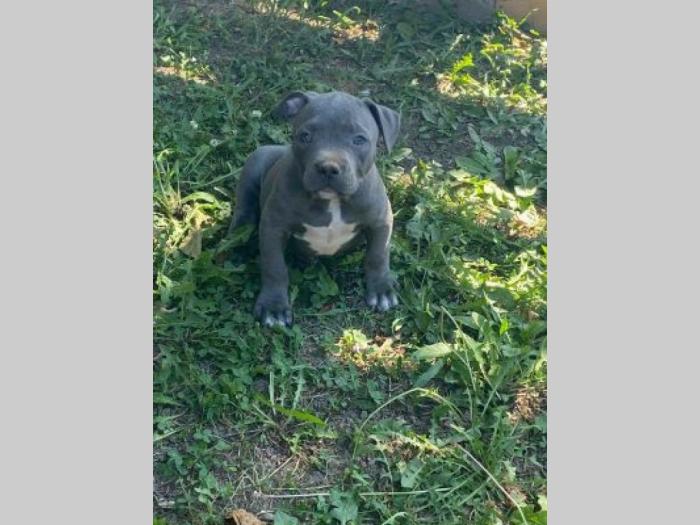 pitbul štenci besplatni mali oglasi