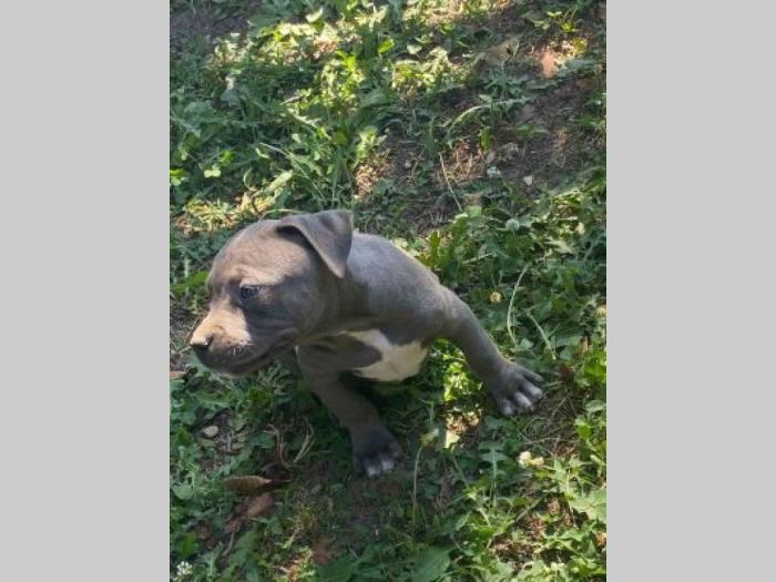 pitbul štenci besplatni mali oglasi