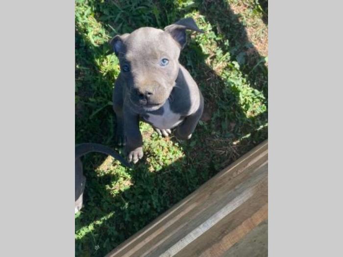 pitbul štenci besplatni mali oglasi