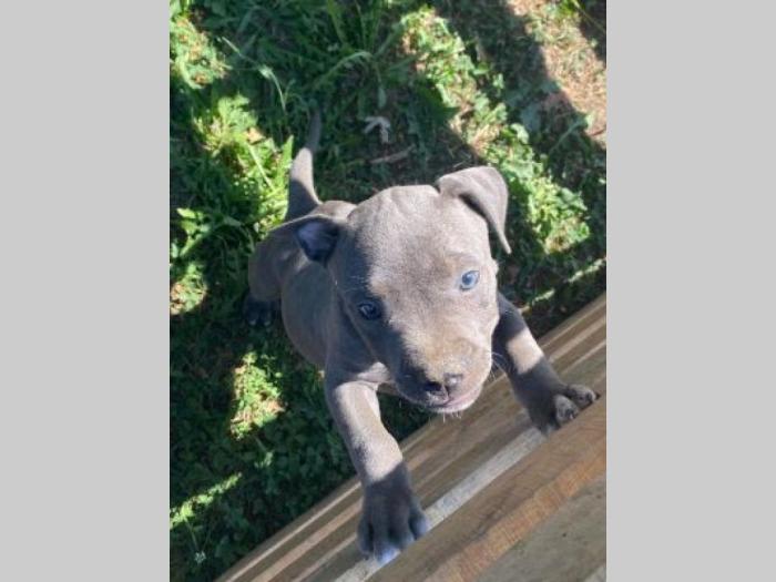 pitbul štenci besplatni mali oglasi