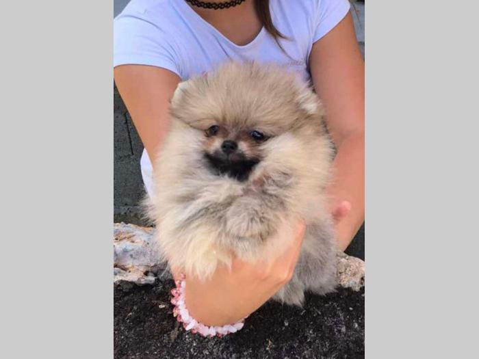 pomeranac boo štenci na prodaju besplatni mali oglasi