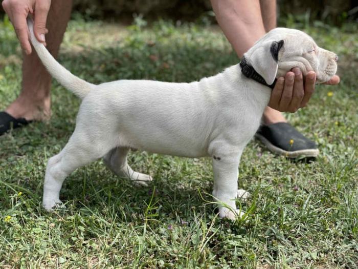 štenci dogo argentino odličnog porekla besplatni mali oglasi