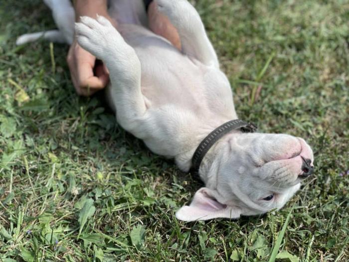 štenci dogo argentino odličnog porekla besplatni mali oglasi