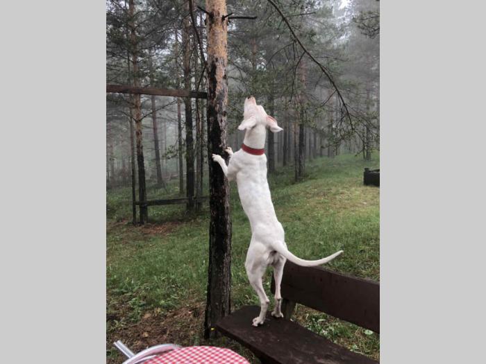 štenci dogo argentino odličnog porekla besplatni mali oglasi