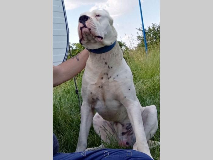 štenci dogo argentino odličnog porekla besplatni mali oglasi