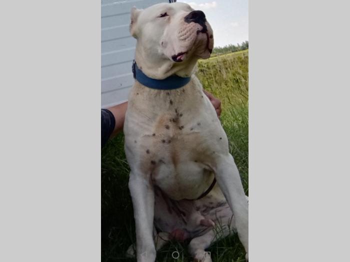 štenci dogo argentino odličnog porekla besplatni mali oglasi