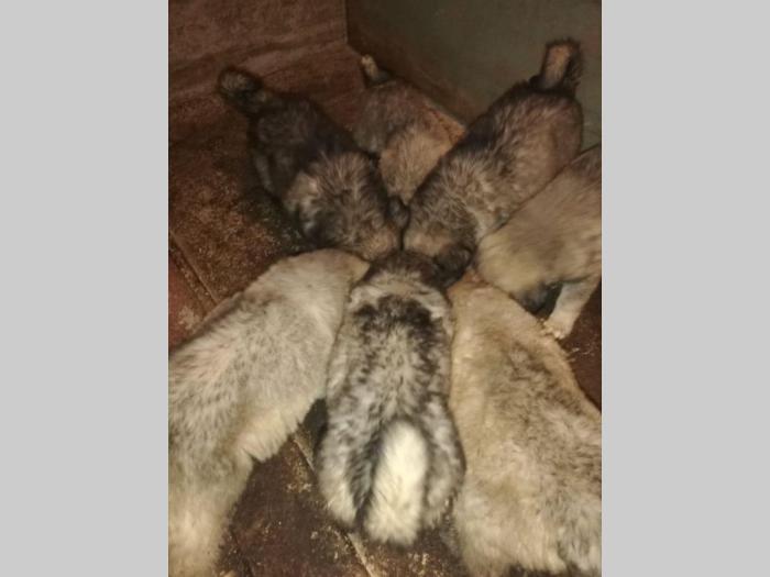 štenci kavkaskog ovčara vrhunskog porekla besplatni mali oglasi