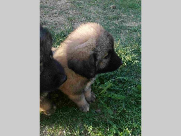 štenci kavkaskog ovčara vrhunskog porekla besplatni mali oglasi