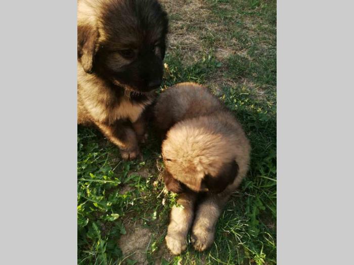 štenci kavkaskog ovčara vrhunskog porekla besplatni mali oglasi