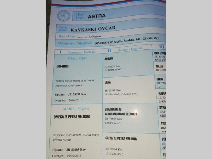 štenci kavkaskog ovčara vrhunskog porekla besplatni mali oglasi