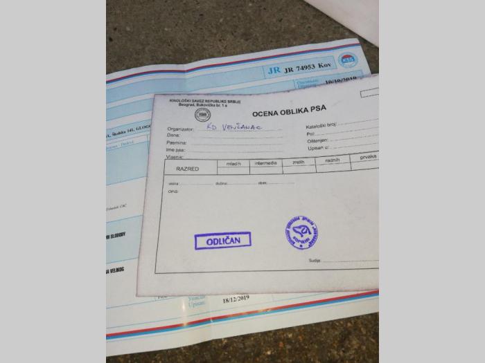 štenci kavkaskog ovčara vrhunskog porekla besplatni mali oglasi