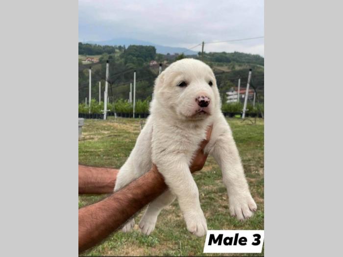 štenci srednjeazijskog ovčara vrhunskog porekla besplatni mali oglasi