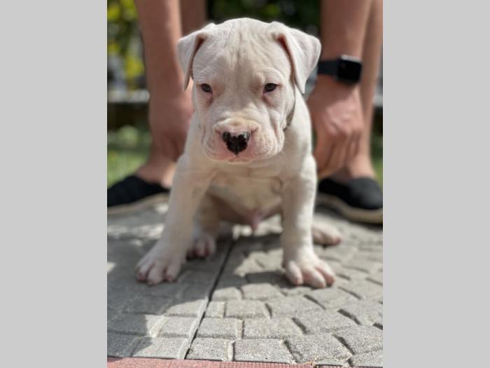 štenci dogo argentino odličnog porekla besplatni mali oglasi