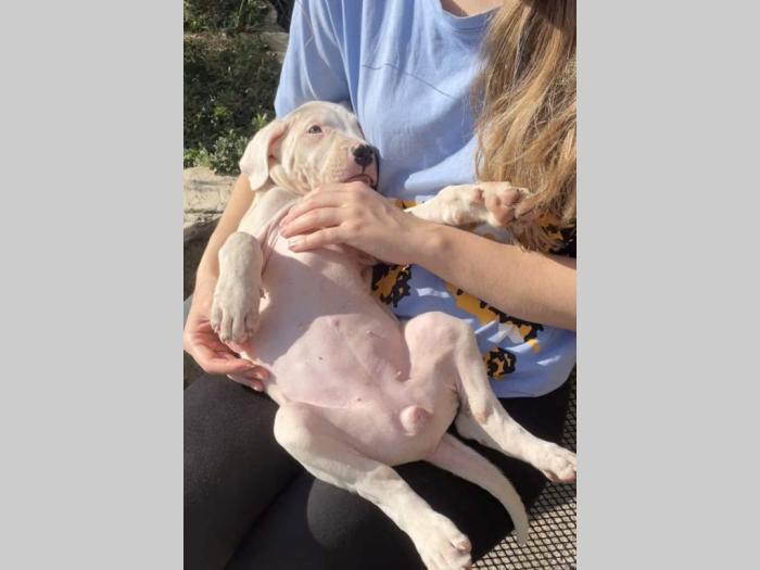 štenci dogo argentino odličnog porekla besplatni mali oglasi