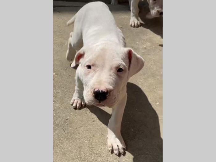 štenci dogo argentino odličnog porekla besplatni mali oglasi