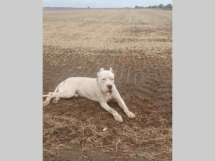štenci dogo argentino odličnog porekla besplatni mali oglasi