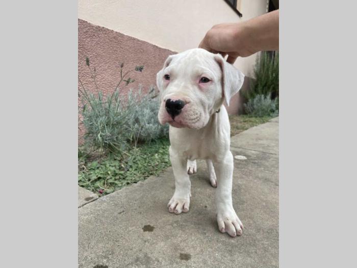štenci dogo argentino odličnog porekla besplatni mali oglasi