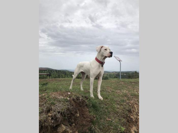 štenci dogo argentino odličnog porekla besplatni mali oglasi