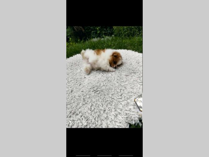 pomeranac štene besplatni mali oglasi
