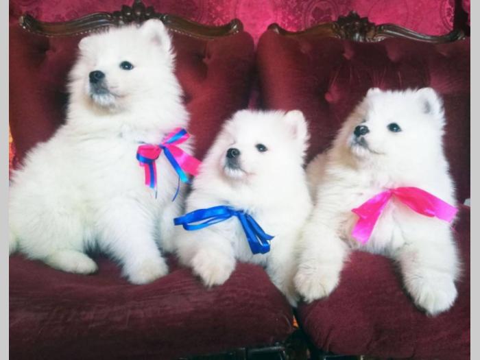 samojed štenci besplatni mali oglasi