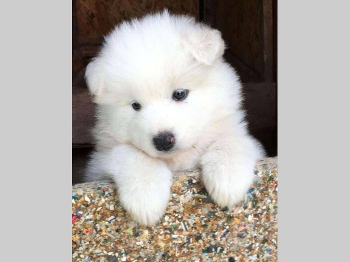 samojed štenci besplatni mali oglasi