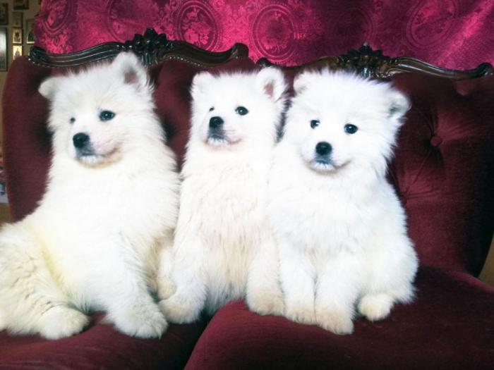 samojed štenci besplatni mali oglasi