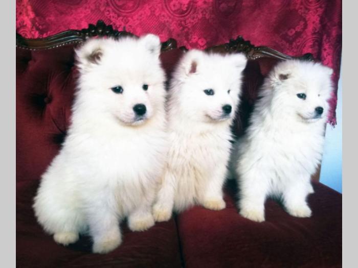 samojed štenci besplatni mali oglasi